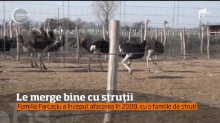 Ferma cu struți, o afacere profitabilă! Cu ce bani a pronit o familie un business de peste jumătate de milion de euro
