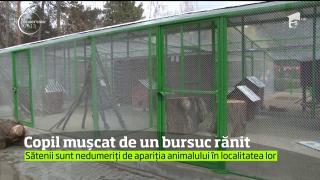 Copil muşcat de BURSUC, în Prahova! De ce l-a atacat animalul