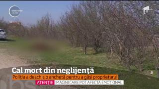 Cruzime fără margini: O iapă gestantă a fost LEGATĂ de copac şi LĂSATĂ SĂ MOARĂ