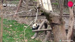 Blănosul furios! Ce face un ursuleţ Panda atunci când îngrijitoarea sa îi confiscă jucăriile! Imaginile au ajuns la inimile tuturor şi au devenit virale