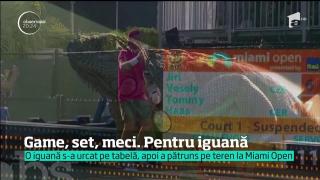 FAZA ZILEI! O iguană a făcut spectacol la turneul de tenis de la Miami (VIDEO)
