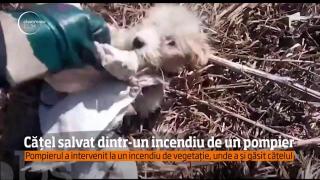 Scene EMOŢIONANTE în Hunedoara: Un căţel a fost salvat de pompierii care încercau să stingă un incendiu de vegetaţie