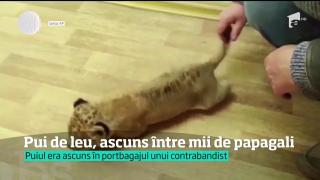 Pui de leu, salvat ÎN ULTIMA CLIPĂ din mâinile unor contrabandişti (VIDEO)