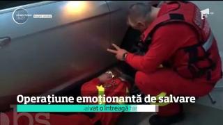 Operaţiune emoţionantă de salvare a pompierilor din Galaţi! O pisica a născut în galeria caldă a motorului unei maşini (VIDEO)