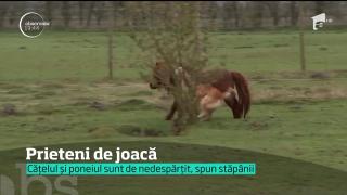 CÂINELE-CĂLĂREŢ face tumbe mai ceva ca eroii din filmele western. Patrupedul are un ajutor de nădejde (VIDEO)