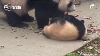 Pui de panda, "pedepsit" de mama lui pentru că a fost OBRAZNIC! (VIDEO)
