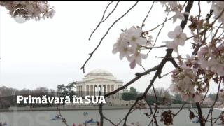 Primăvară, şi peste Ocean! La Washington, au înflorit cireşii (VIDEO)