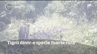 O specie foarte rară de tigri, descoperită în estul Thailandei