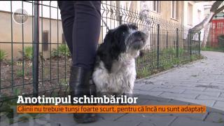 Primăvara, anotimpul schimbărilor! Iubitorii de câini trebuie să acorde mai multă atenţie animalelor