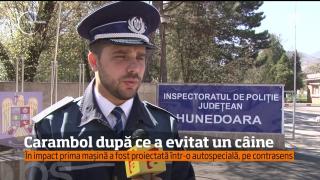 Un câine a băgat în service trei maşini, la Deva. Cum i-a încurcat patrupedul pe şoferi