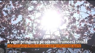 Strada cu piersici sălbatici din municipiul Hunedoara e cea mai frumoasă din oraş