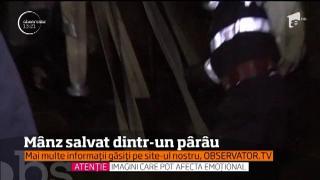 Misiune DRAMATICĂ, într-o comună din Vrancea. Caii unei căruţe au rămas prinşi în mâl