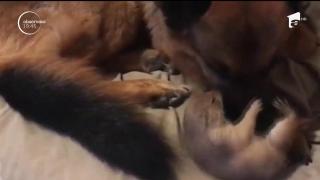 Un câine și o rozătoare, o prietenie cum nu s-a mai văzut!