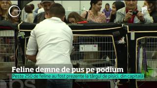Sute de pisici s-au întrecut pentru un loc pe podiumul frumuseţii, în București!