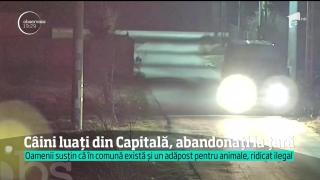 Câinii fără stăpân luați din Capitală sunt abandonați în comunele din preajma Bucureştiului