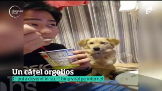 Un câine pofticios, dar orgolios! Imaginile au ajuns virale