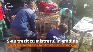 PORC MISTREŢ, în centrul oraşului Dej. Animalul le-a dat mari bătăi de cap autorităţilor (VIDEO)