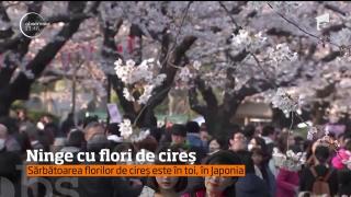 Cel mai frumos festival al Japoniei! Sărbătoarea CIREŞILOR ÎNFLORIŢI a transformat capitala Tokyo (VIDEO)