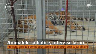 Animalele sălbatice, INTERZISE la circ! Deputaţii au decis ca doar caii şi câinii să mai apară în spectacole