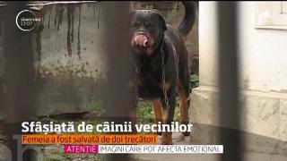 CLIPE DE GROAZĂ pentru o femeie din Gorj, muşcată de doi Rottweileri scăpaţi din cuşcă. Ce riscă stăpânul câinilor