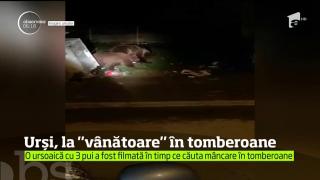 Ursoaică şi puii ei, în căutare de mâncare prin tomberoanele blocurilor din Buşteni (VIDEO)