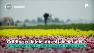 Din martie până în mai, în Olanda se desfășoară Festivalul lalelelor!