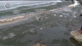 Şi-a riscat VIAŢA pentru a-şi salva câinele! Imagini IMPRESIONANTE