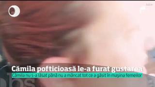 O cămilă pofticioasă a furat gustarea unor femei care se aflau în vizită într-o rezervaţie din Texas!