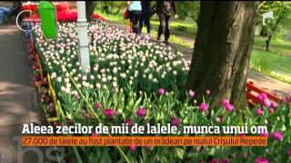 Peste 25 de mii de lalele, plantate de un orădean pe malul Crişului Repede!