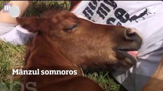 Mânzul somnoros! A adormit în poala fotografei care dorea să-l imortalizeze pentru eternitate!