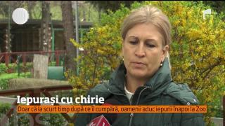 Iepuraşi în chirie! Unde pot apela părinţii pentru supriza perfectă de Paşte pentru micuţi