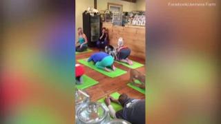 Un curs de yoga a devenit VIRAL pe internet. Ce provocări au de înfruntat cursanţii VIDEO