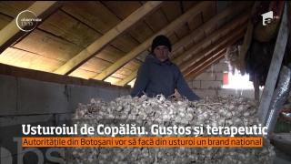 Usturoiul de Copălău, mândria Botoşaniului! Autoritățile locale vor să-l facă brand național