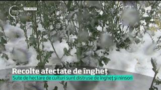 Ninsoarea şi gerul au pus la pământ culturile de fructe şi legume!