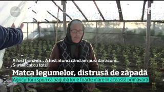 Solariile din Matca, afectate de ger şi zăpadă.  Peste 70% dintre sere au fost distruse, iar răsadurile au fost compromise