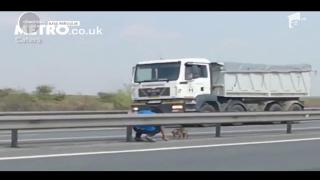 Un medic român şi-a riscat viaţa în Anglia, pentru a salva un căţeluş