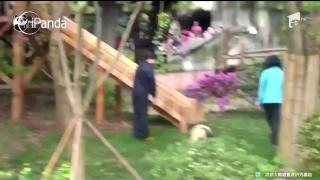 Ursul panda care nu suportă selfie-urile