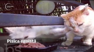 Două feline, VEDETELE zilei! Imagini VIRALE cu două pisicuţe savurându-şi prânzul