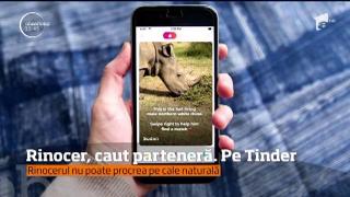 Ultimul mascul de rinocer alb nordic din Kenya are profil de Tinder, pentru a-şi găsi jumătatea!