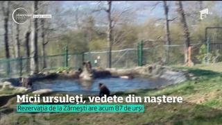 Primii ursuleţi născuţi în captivitate la Zărneşti sunt deja vedete!