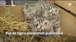 Imagini VIRALE! Patru pui de tigru alb bengalez, prezentați publicului