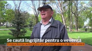 Primăria Bistrița caută îngrijitor pentru o singură veveriță!