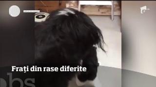O pisică şi un câine sunt de nedespărțit