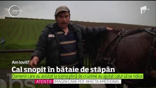 CRUZIME ieşită din comun: Un cal a fost BICIUIT şi CĂLCAT ÎN PICIOARE de propriul STĂPÂN
