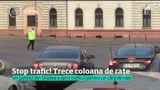 VIRAL! Circulaţia a fost oprită în centrul Oradei, pentru a traversa un cârd de raţe. Un poliţist e eroul zilei
