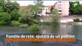 Un poliţist din Bihor a oprit traficul în centrul oraşului, pentru ca o familie de raţe să poată traversa în siguranţă!