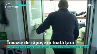 Invazie de căpușe în toată țara! În Capitală, 50 de oameni sunt muşcaţi zilnic