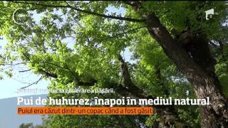 Un pui de huhurez a fost eliberat într-un parc din Deva