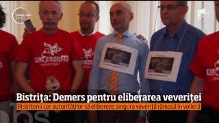 Protest INEDIT la Bistriţa: "Eliberaţi veveriţa!"