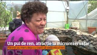 Noi atracţii la Microrezervaţia din Constanţa! Un pui de ren a venit aici pe lume